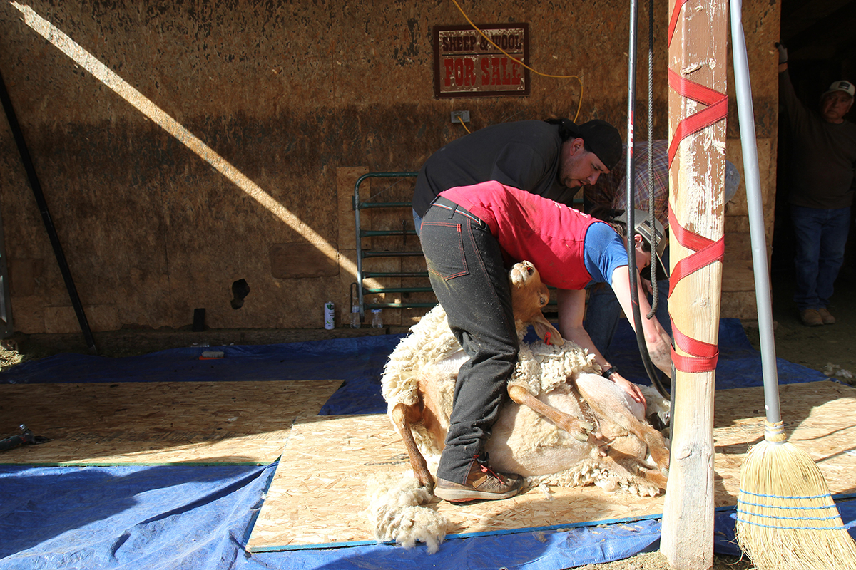 Sheep-Shearing_Woman-shearing