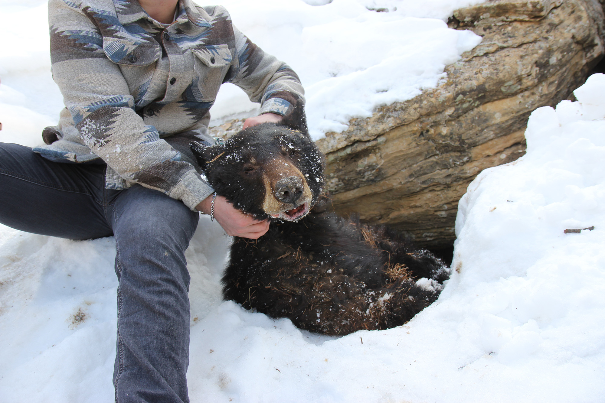 What Does it Mean to be wild? A trip to a bear den with wildlife biologists yields more questions than answers