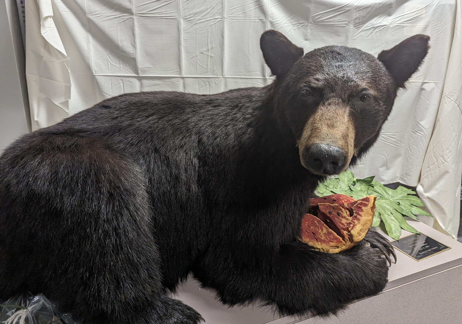 How One Biologist Applies His 'Bear Whisperer' Know-How To Chinese