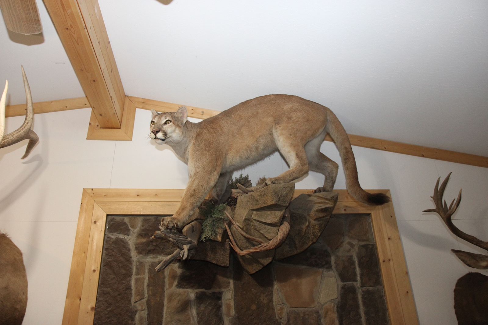 Taxidermy Mountain Lion perched on the wall.