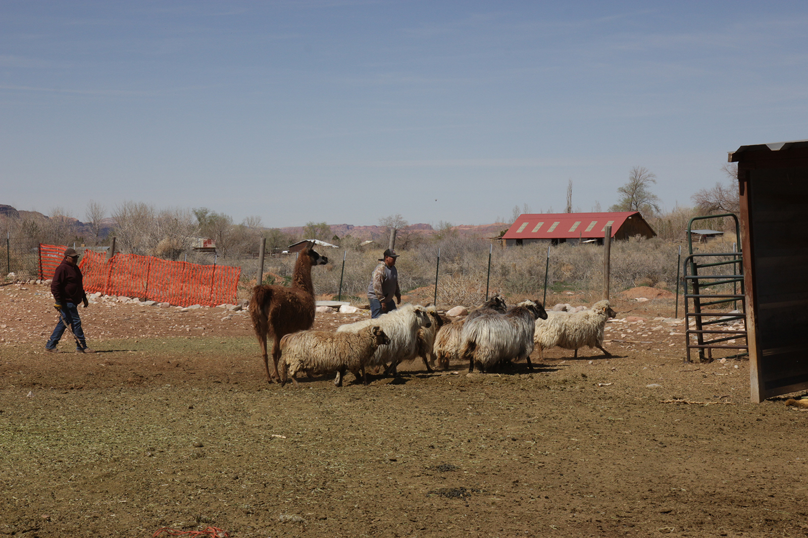 Two men herding sheep and a llama